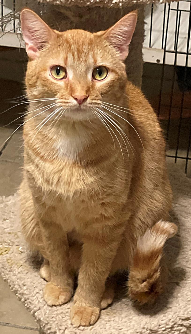 Cheddar, a Adoptable mixed breed in Lacon, IL image 5/5