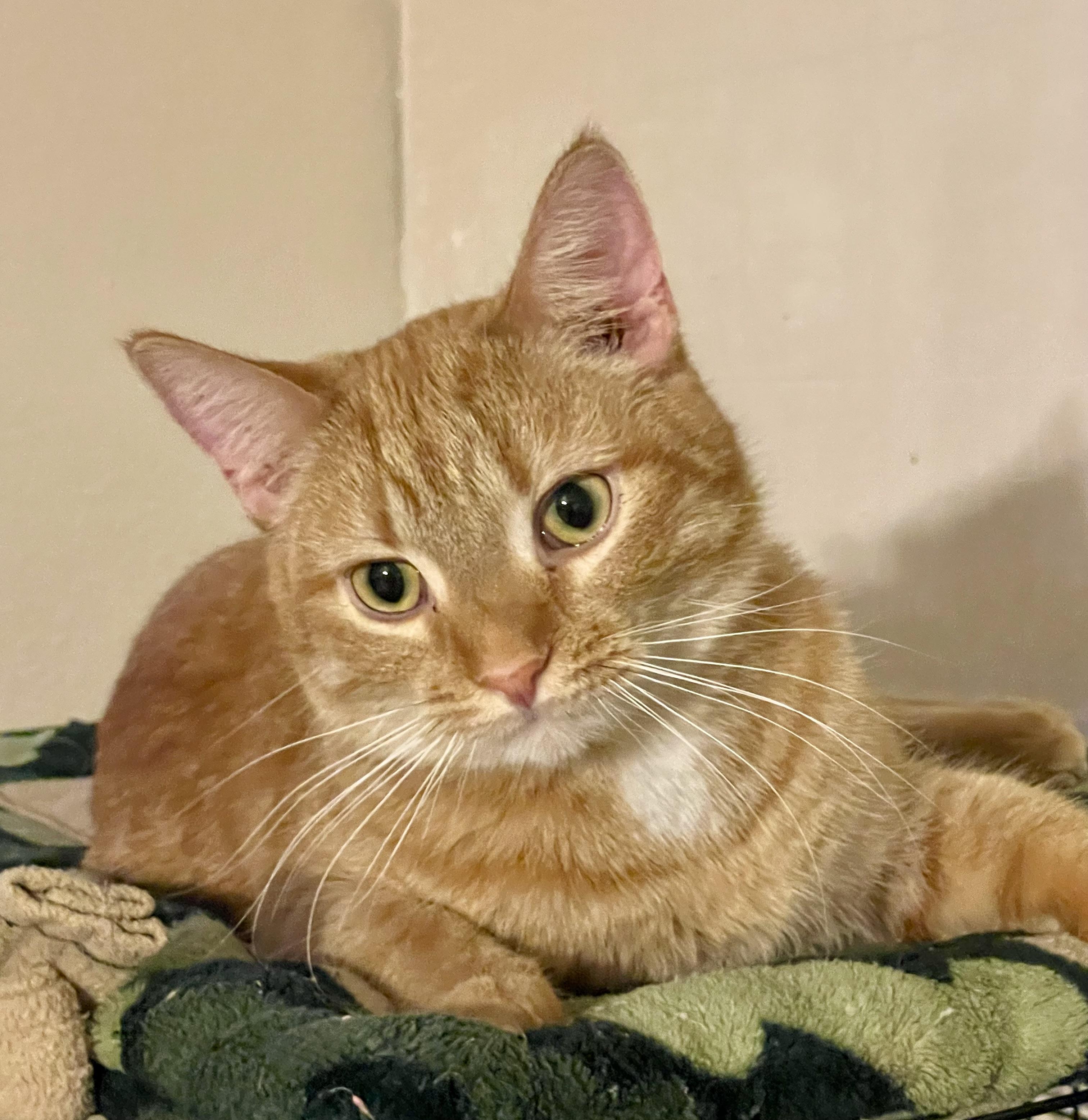 Cheddar, a Adoptable mixed breed in Lacon, IL image 2/5
