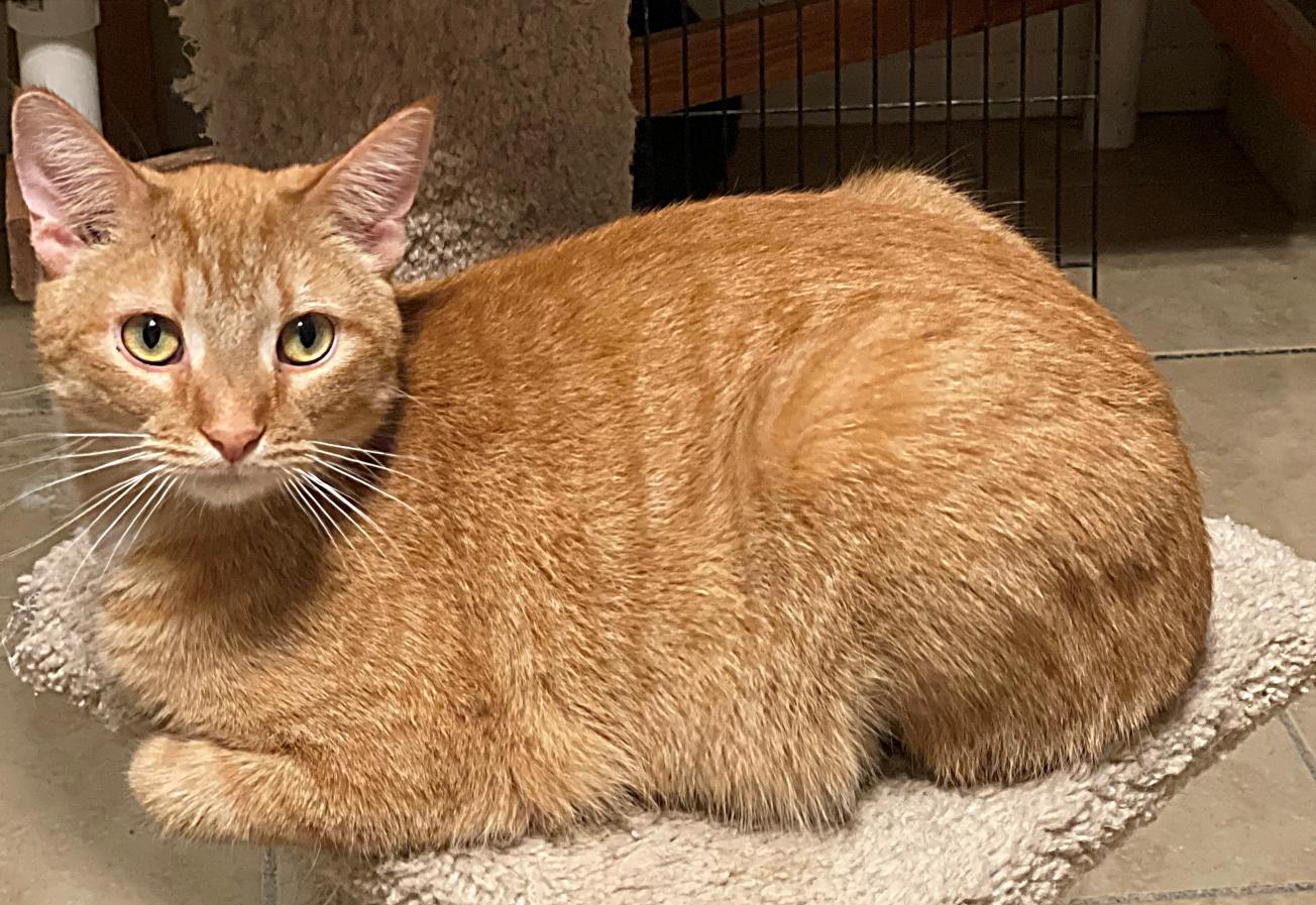 Cheddar, a Adoptable mixed breed in Lacon, IL image 4/5