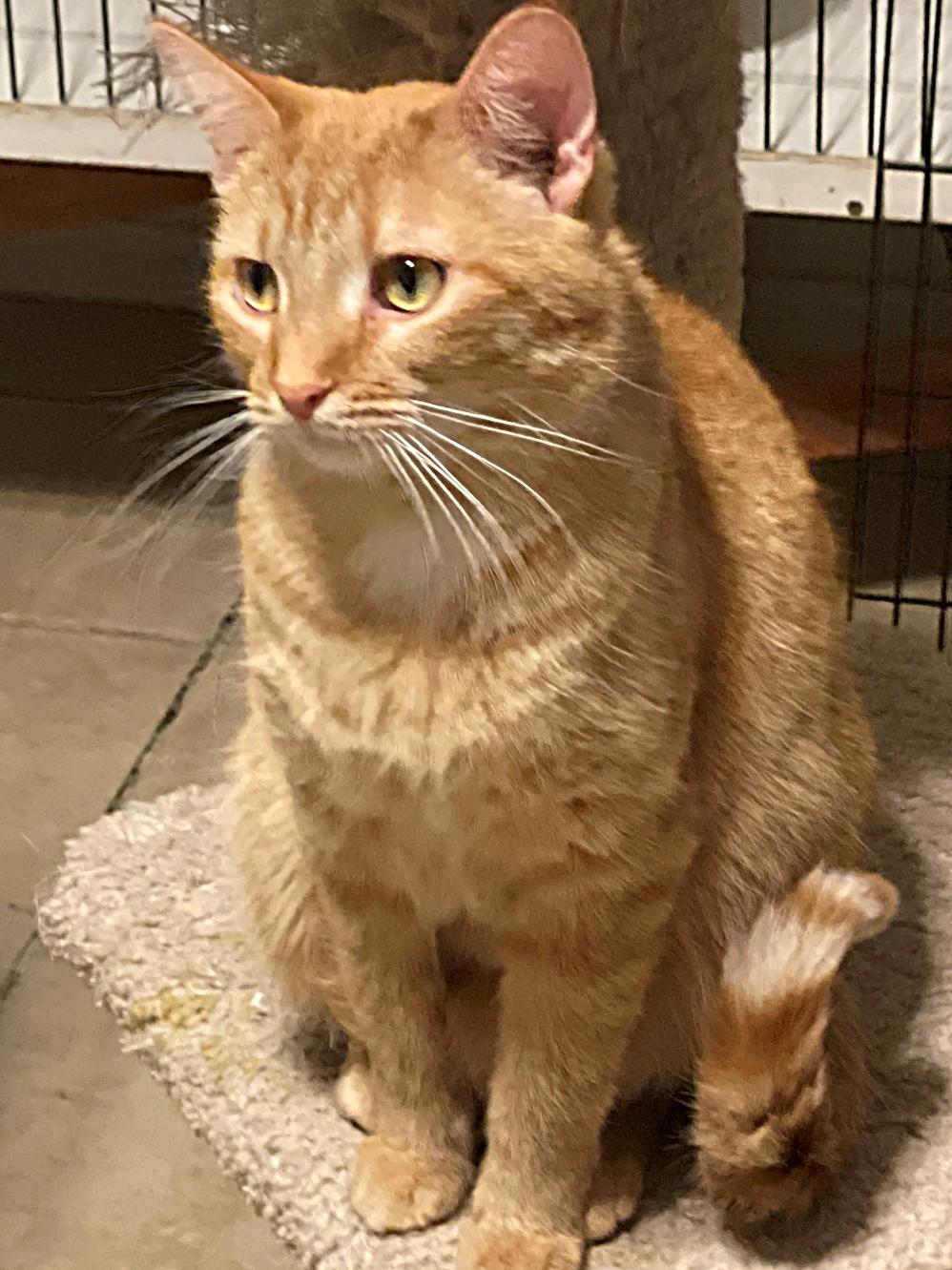 Cheddar, Adoptable, Young Male Domestic Short Hair.