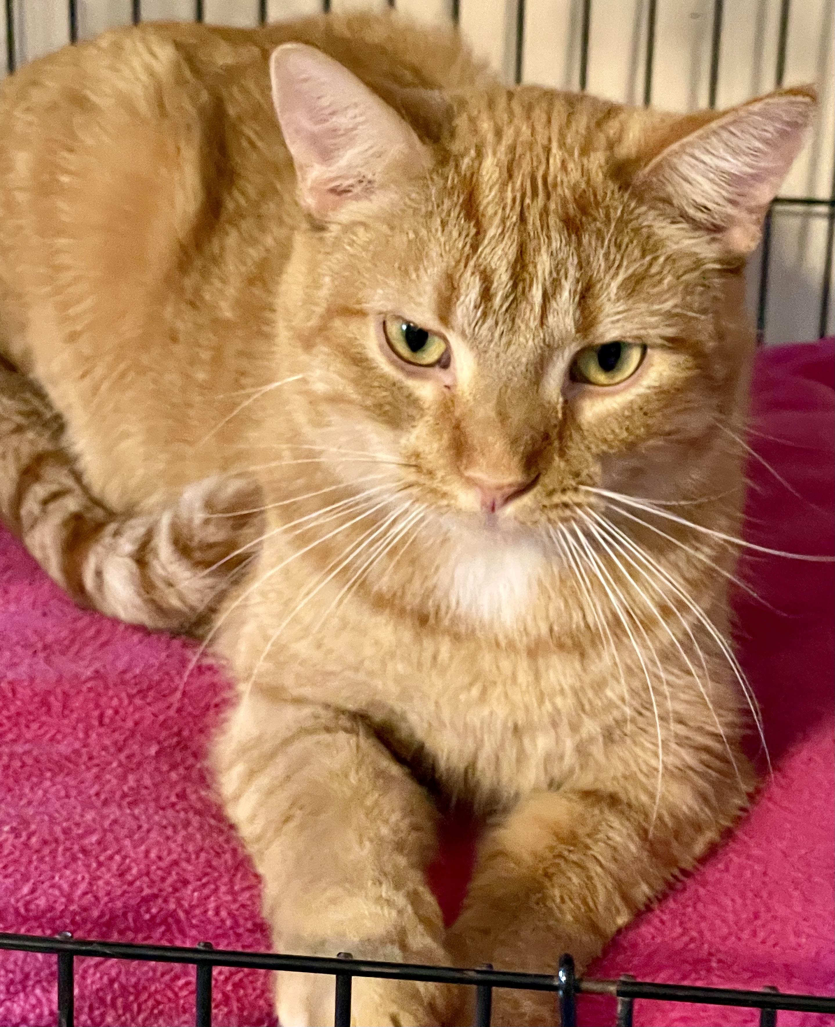 Cheddar, a Adoptable mixed breed in Lacon, IL image 3/5