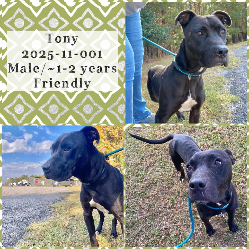 2025-11-001 *Buck*, Adoptable, Young Male Pit Bull Terrier.