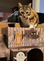 M'Ola 05-4312, a Adoptable Domestic Short Hair in Fremont, CA image 1/2