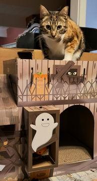 M'Ola 05-4312 — thumbnail 2