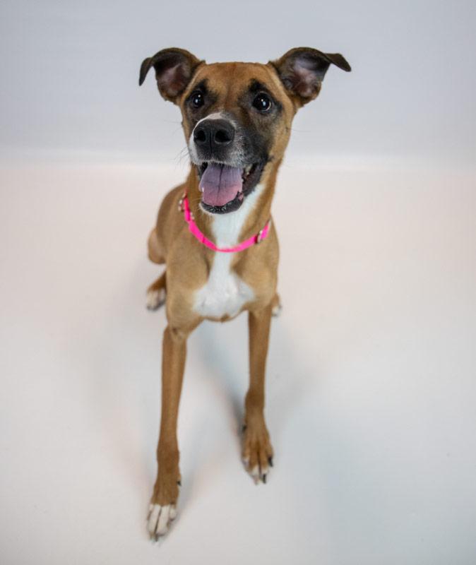 Nora, a ADOPTABLE mixed breed in Kennesaw, GA image 5/6