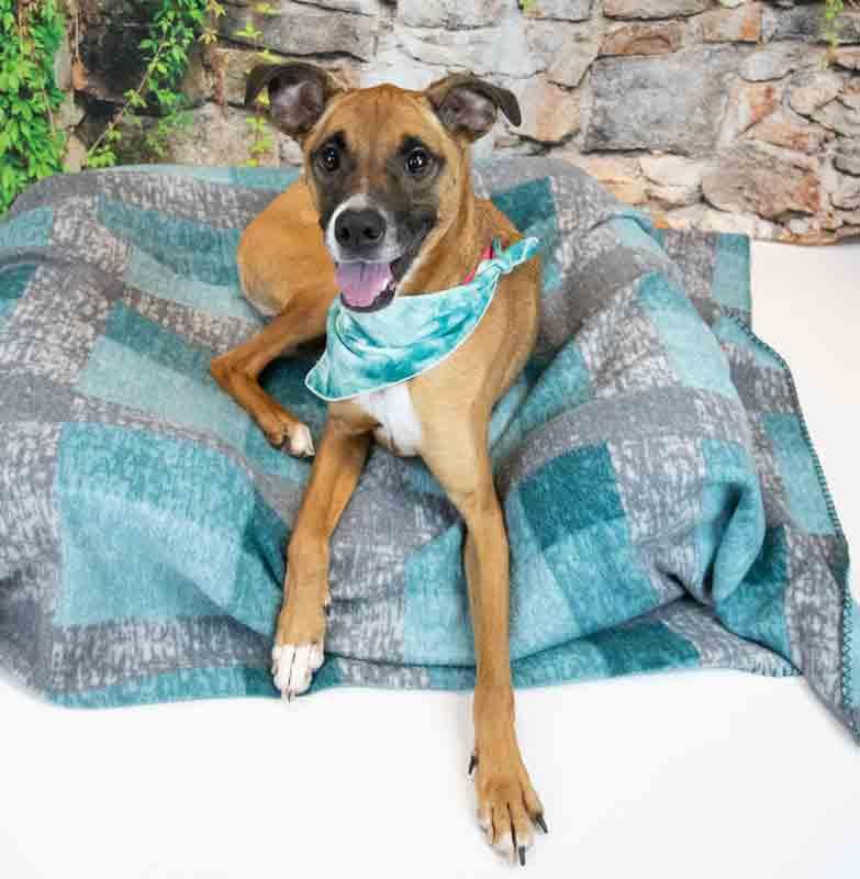 Nora, a ADOPTABLE mixed breed in Kennesaw, GA image 2/6