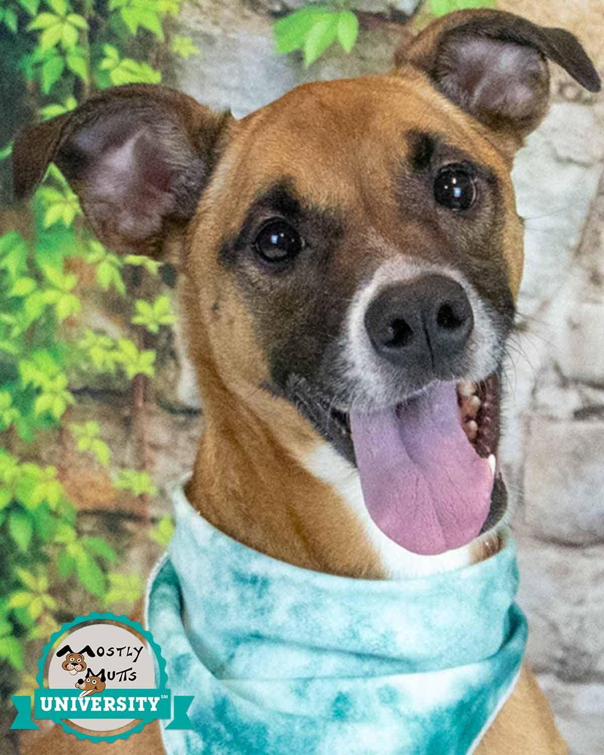 Nora, ADOPTABLE, Adult Female Boxer & Hound.