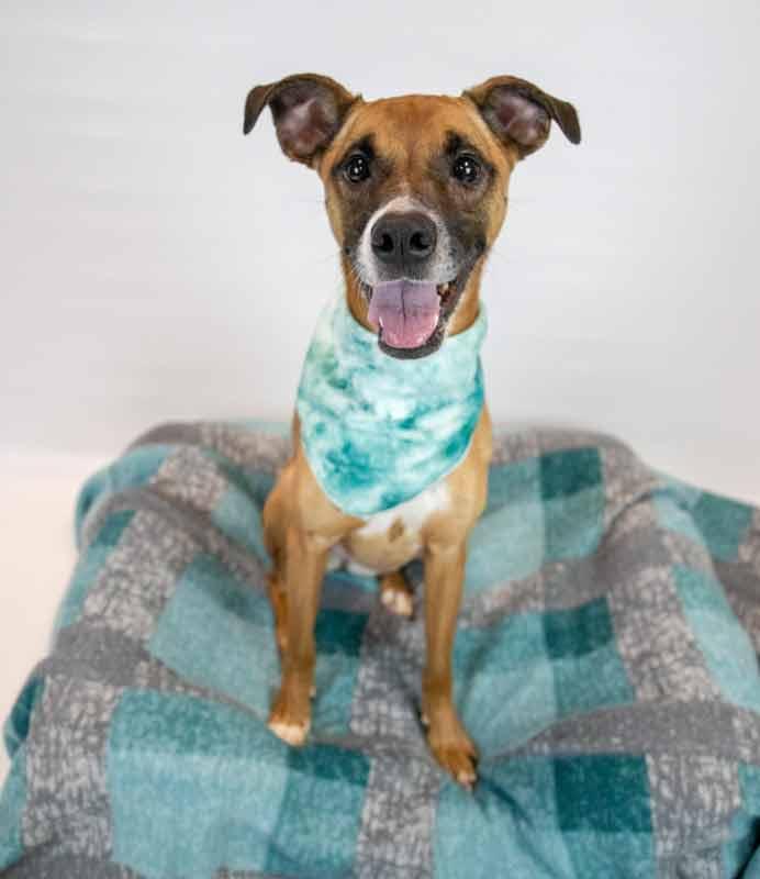 Nora, a ADOPTABLE mixed breed in Kennesaw, GA image 3/6