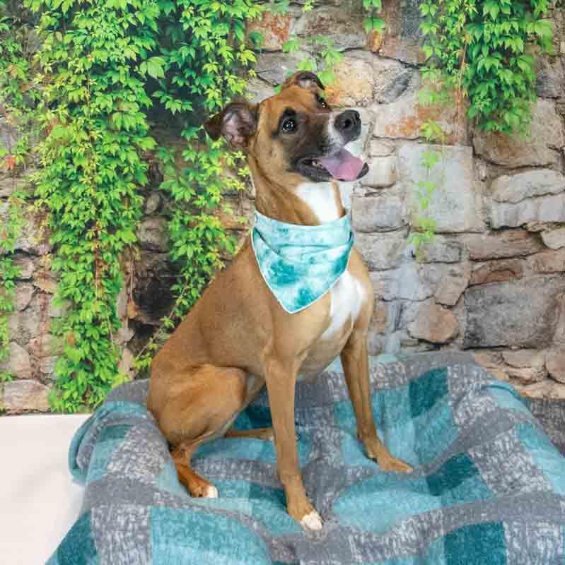 Nora, a ADOPTABLE mixed breed in Kennesaw, GA image 4/6