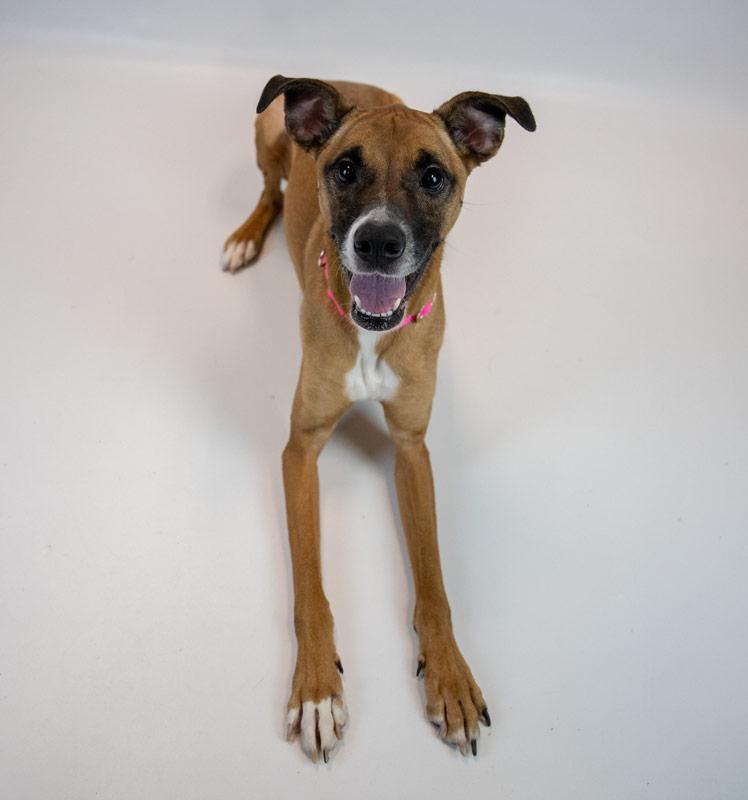 Nora, a ADOPTABLE mixed breed in Kennesaw, GA image 6/6
