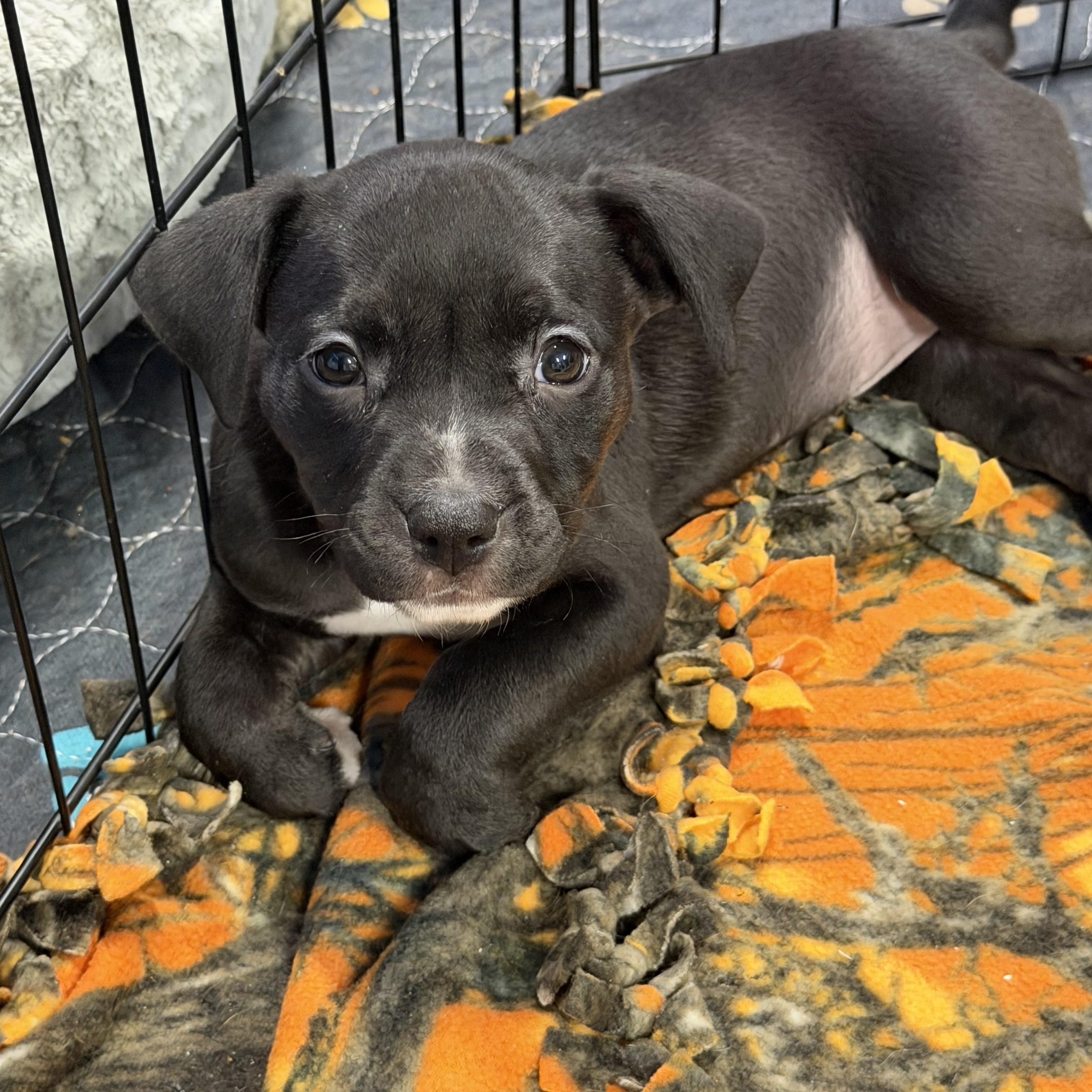 Enlarge Rosaline, a ADOPTABLE mixed breed in Bettendorf, IA image 1/5