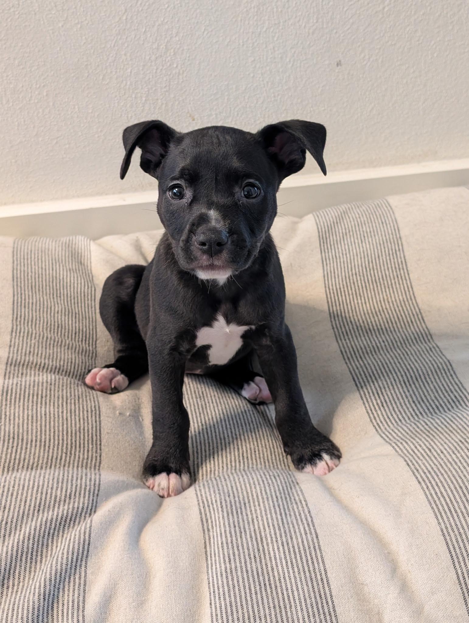 Enlarge Rosaline, a ADOPTABLE mixed breed in Bettendorf, IA image 5/5