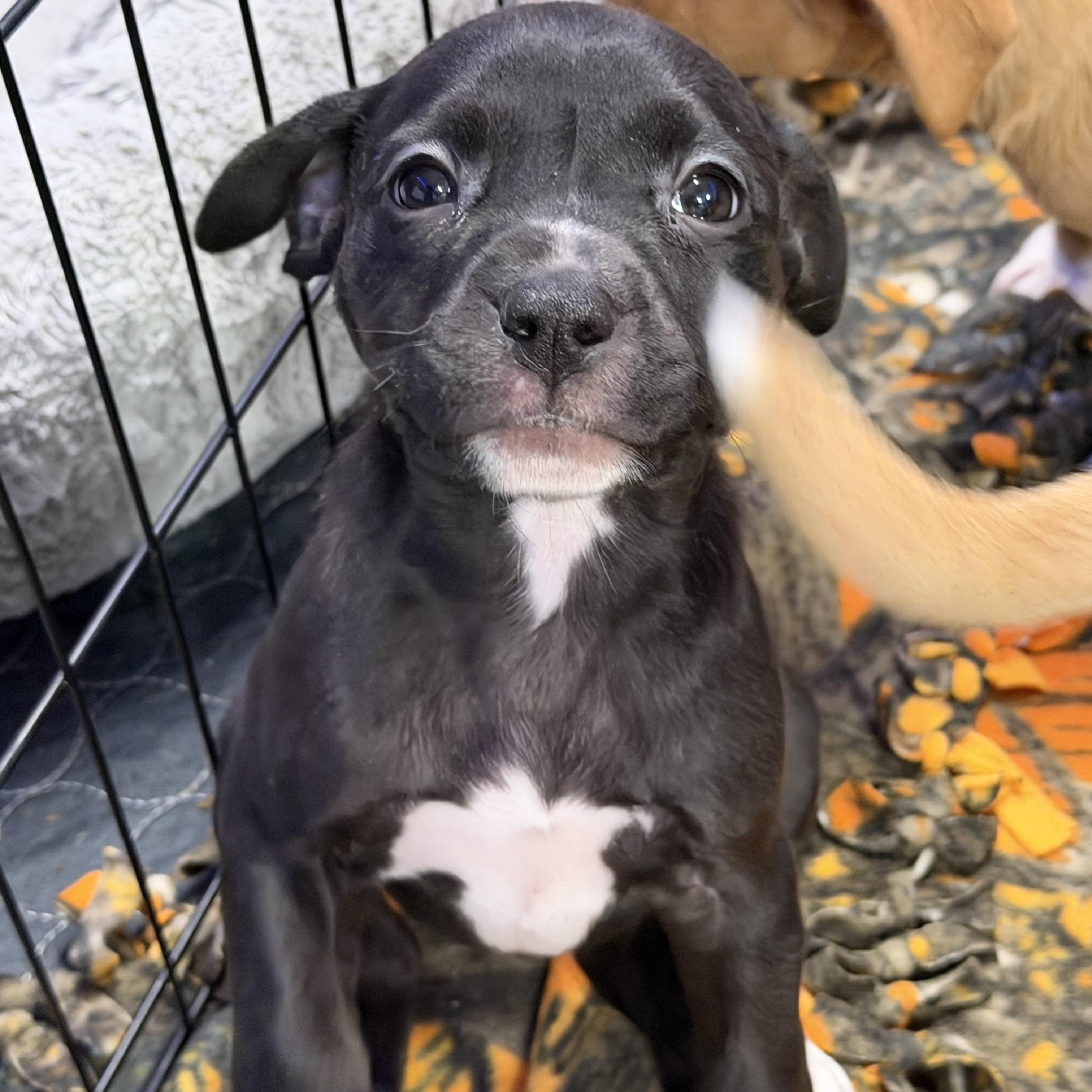 Enlarge Rosaline, a ADOPTABLE mixed breed in Bettendorf, IA image 4/5