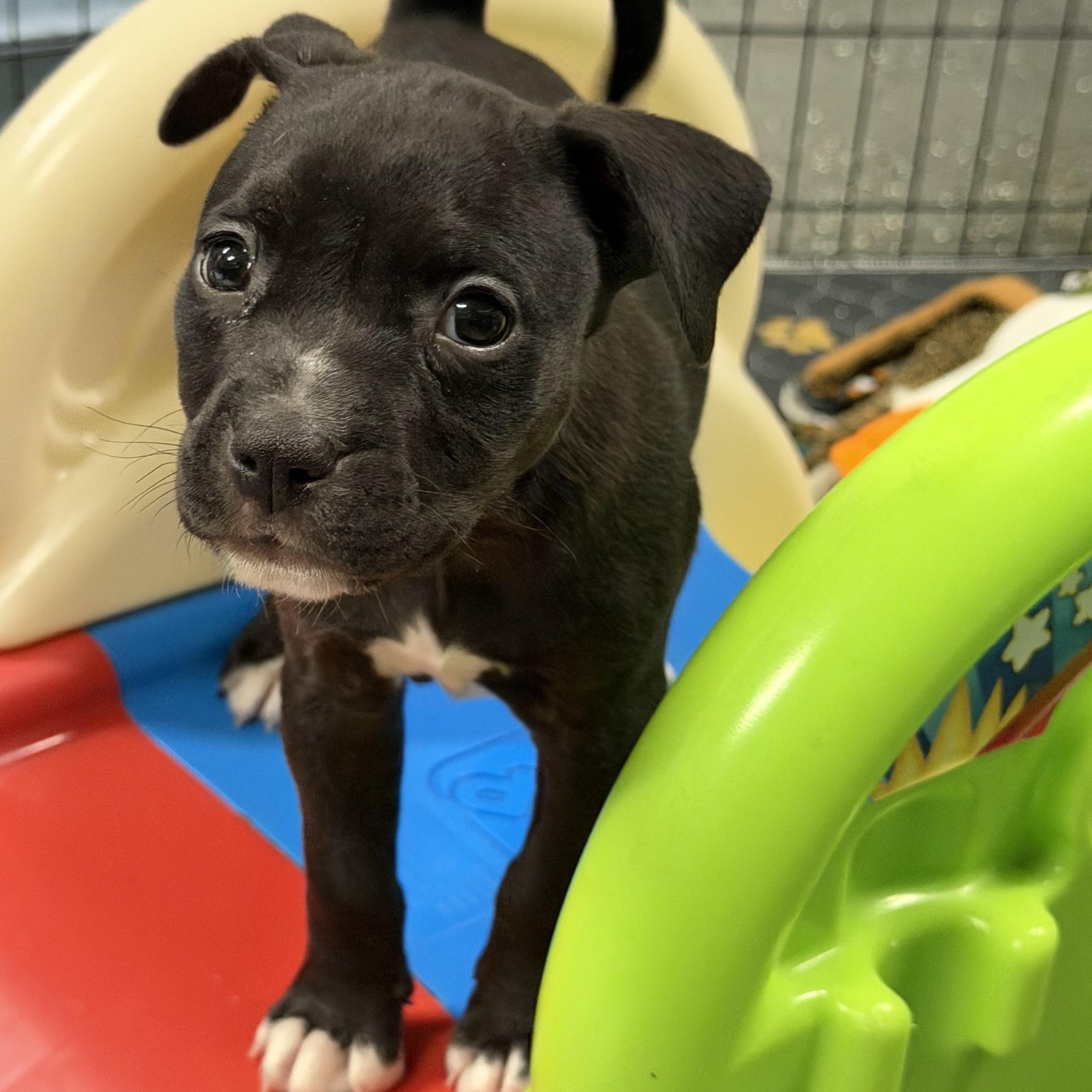Enlarge Rosaline, a ADOPTABLE mixed breed in Bettendorf, IA image 3/5