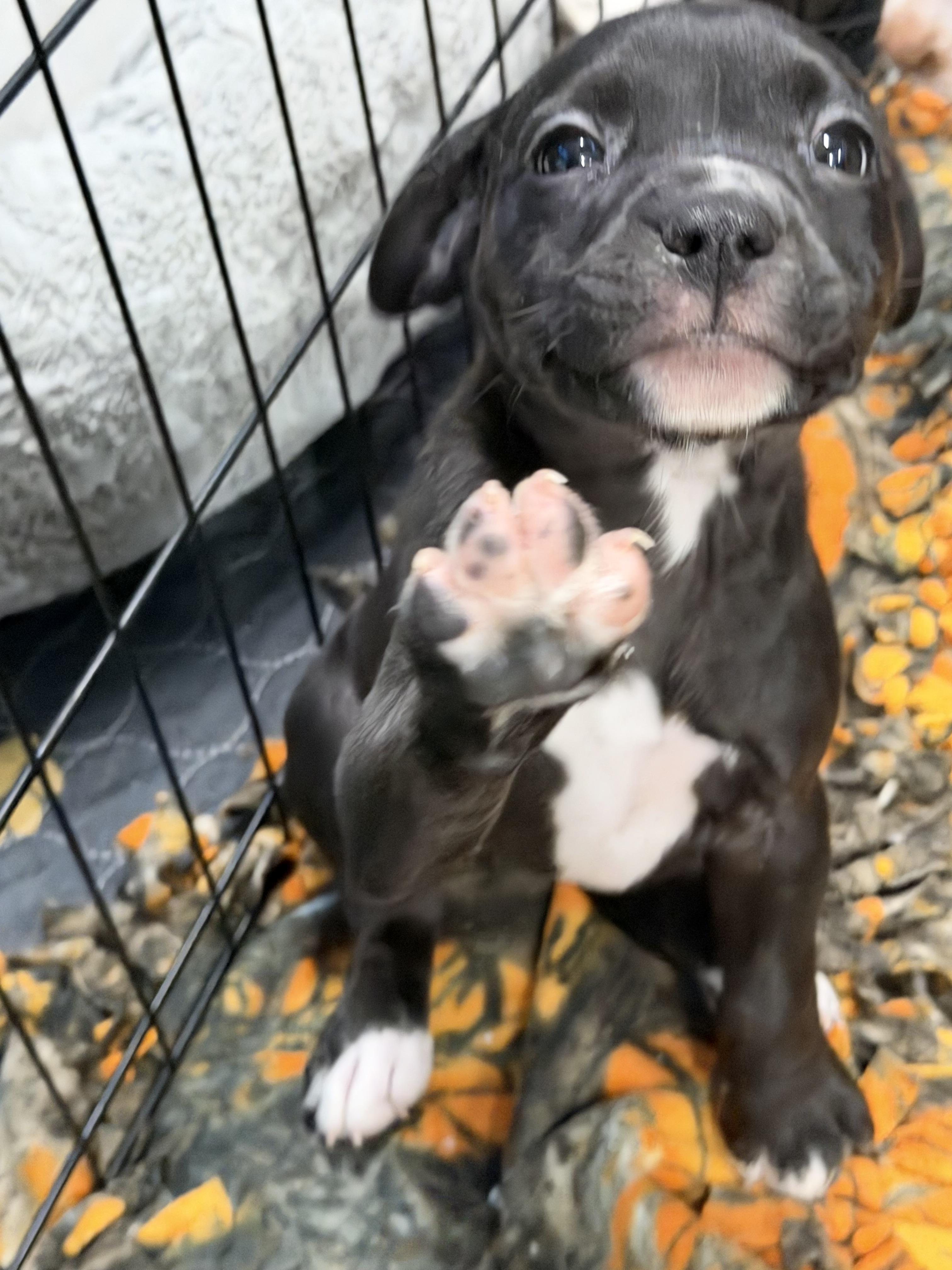 Enlarge Rosaline, a ADOPTABLE mixed breed in Bettendorf, IA image 2/5