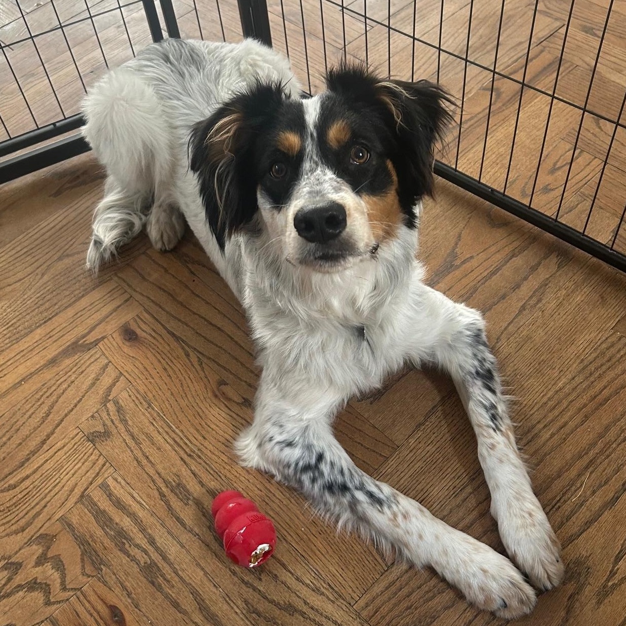 Enlarge Ringo - ADOPTION PENDING!!, an adopted mixed breed in Mount Bethel, PA image 3/4