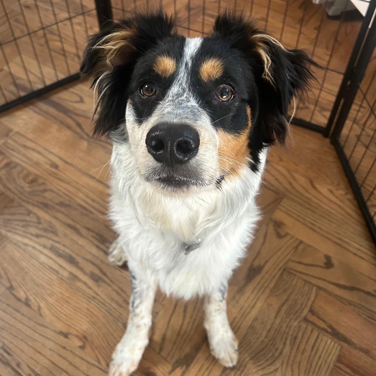 Ringo, ADOPTABLE, Young Male Australian Shepherd.