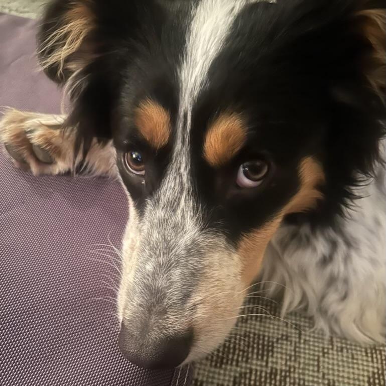 Enlarge Ringo - ADOPTION PENDING!!, an adopted mixed breed in Mount Bethel, PA image 4/4