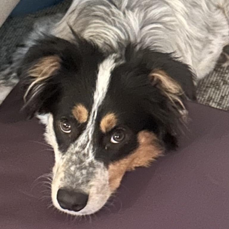 Enlarge Ringo - ADOPTION PENDING!!, an adopted mixed breed in Mount Bethel, PA image 2/4