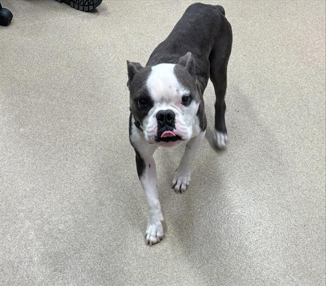 GABE, Adoptable, Adult Male English Bulldog & American Staffordshire Terrier.