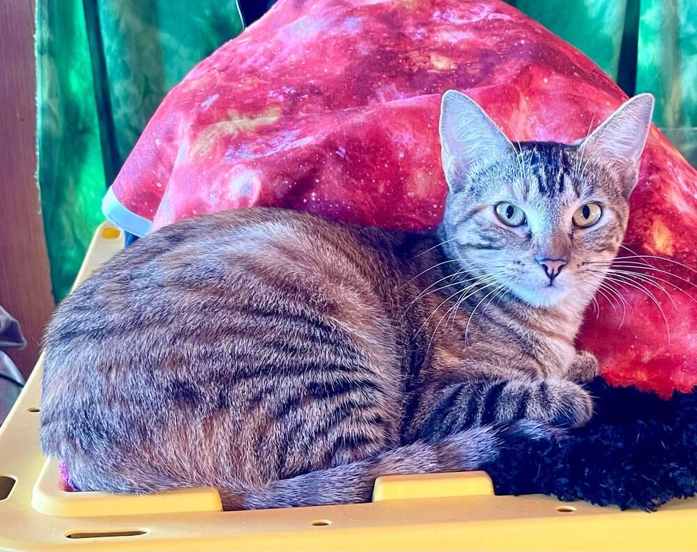 Tortellini, Adoptable, Adult Female Domestic Short Hair.