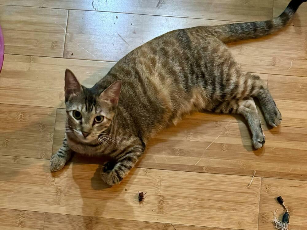 Tortellini, Adoptable, Adult Female Domestic Short Hair.