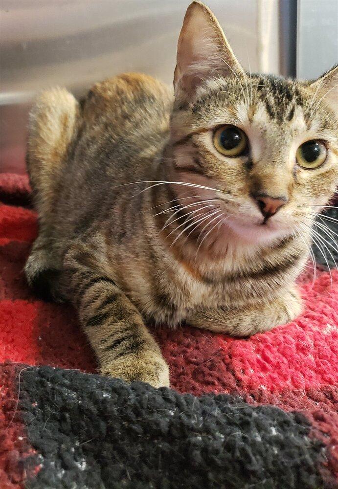 Enlarge Tortellini, a Adoptable mixed breed in Austin, TX image 2/6