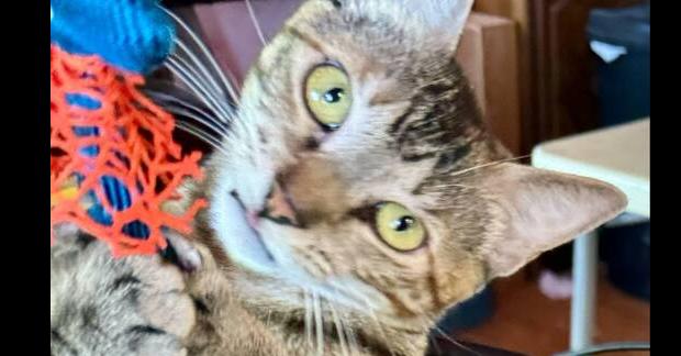 Enlarge Tortellini, a Adoptable mixed breed in Austin, TX image 4/6