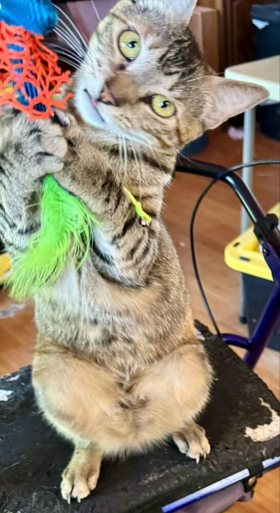 Enlarge Tortellini, a Adoptable mixed breed in Austin, TX image 4/6