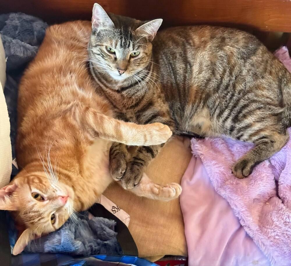 Enlarge Tortellini, a Adoptable mixed breed in Austin, TX image 5/6