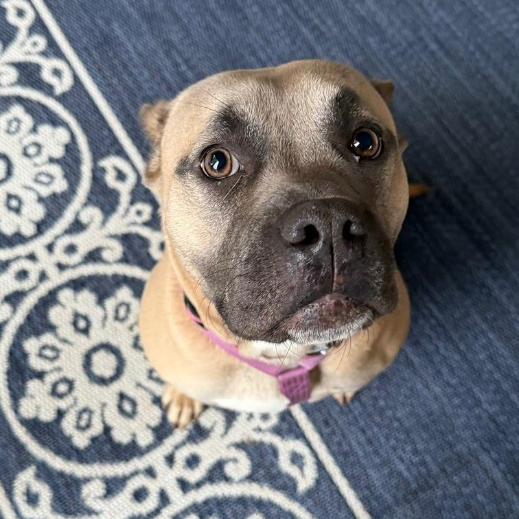 (Dua)Lipa, a Adoptable mixed breed in Breese, IL image 1/4