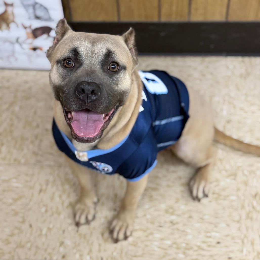 (Dua)Lipa, a Adoptable mixed breed in Breese, IL image 2/4