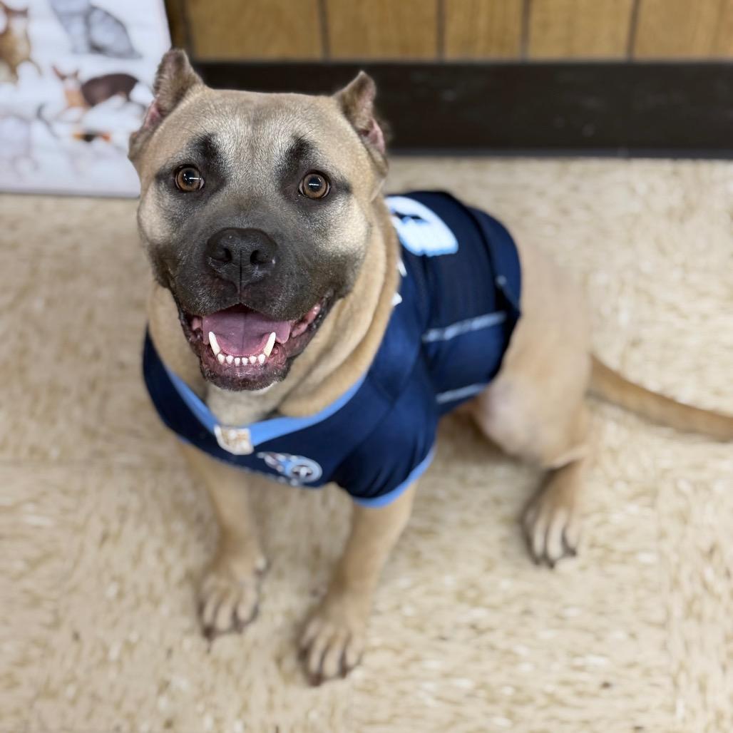 (Dua)Lipa, a Adoptable mixed breed in Breese, IL image 4/4