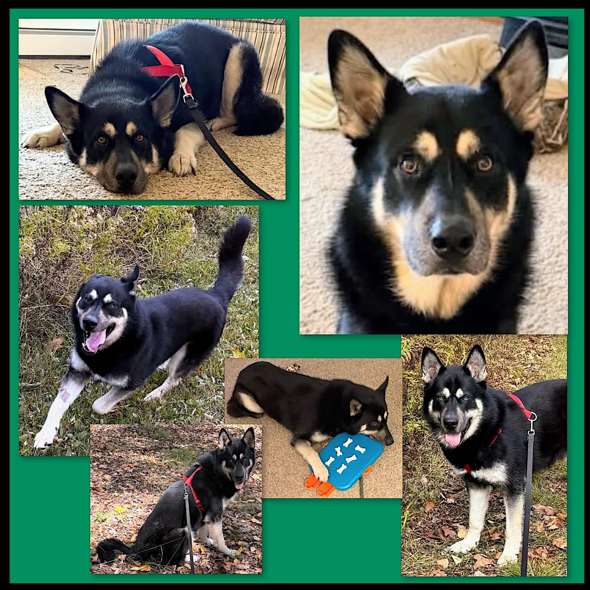 Remmy, an adopted mixed breed in Cuba, NY image 2/3