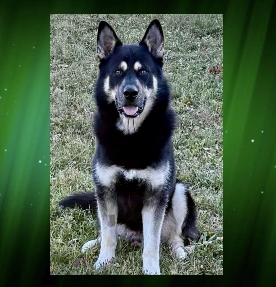 Remmy, an adopted mixed breed in Cuba, NY image 1/3