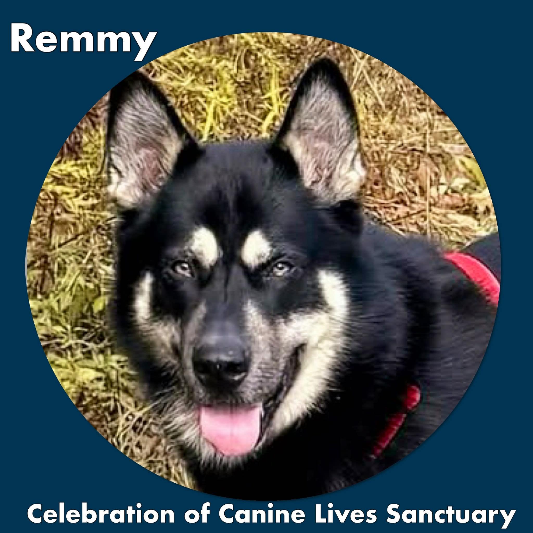 Remmy, an adopted mixed breed in Cuba, NY image 3/3