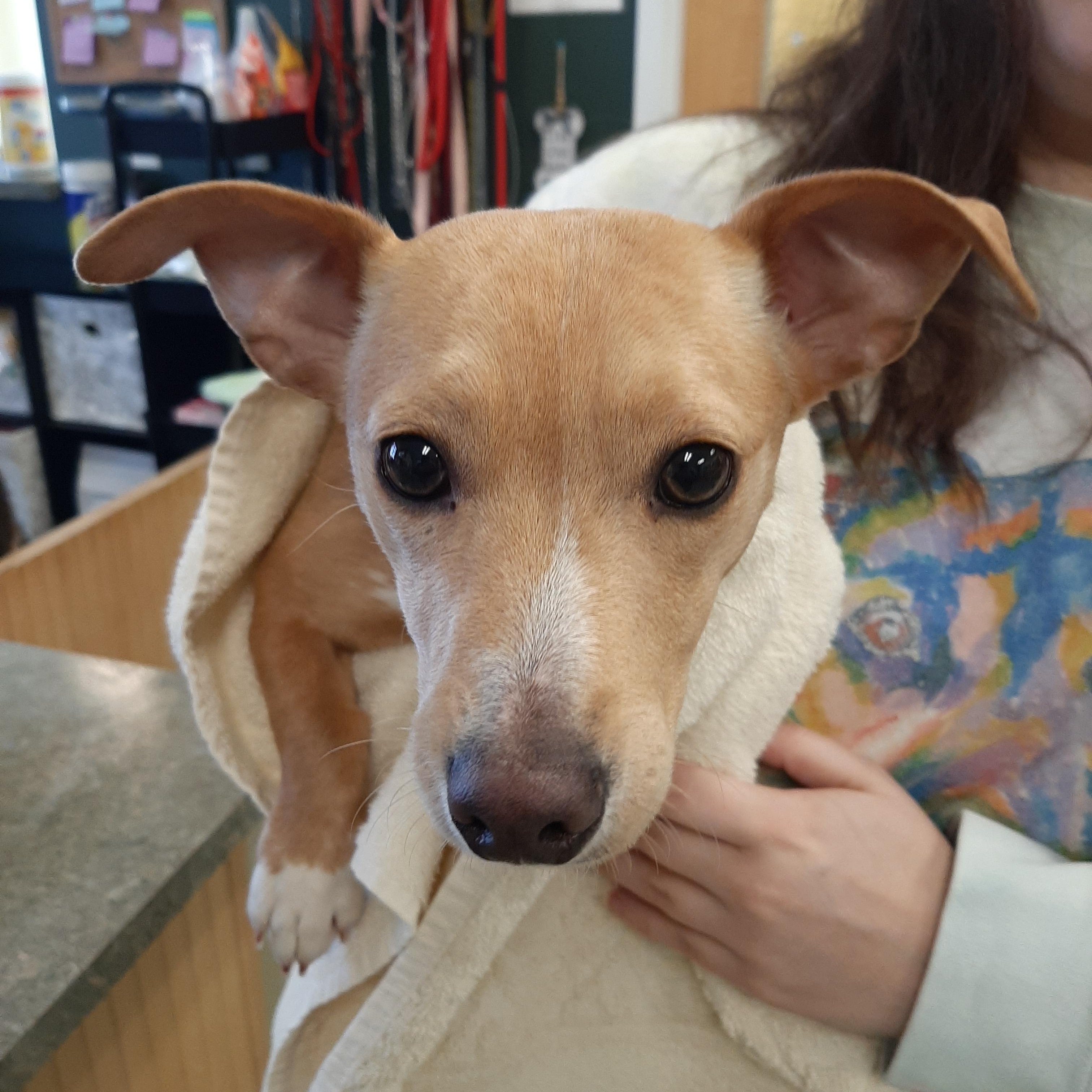 Enlarge Chassi, an adopted mixed breed in Lake Odessa, MI image 3/5