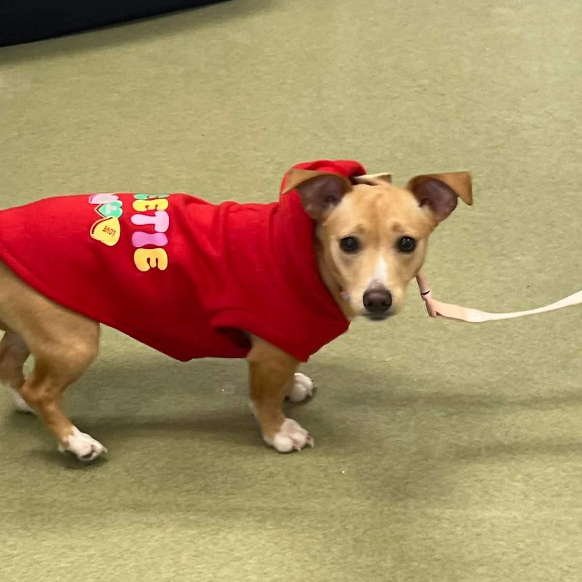 Enlarge Chassi, an adopted mixed breed in Lake Odessa, MI image 2/5