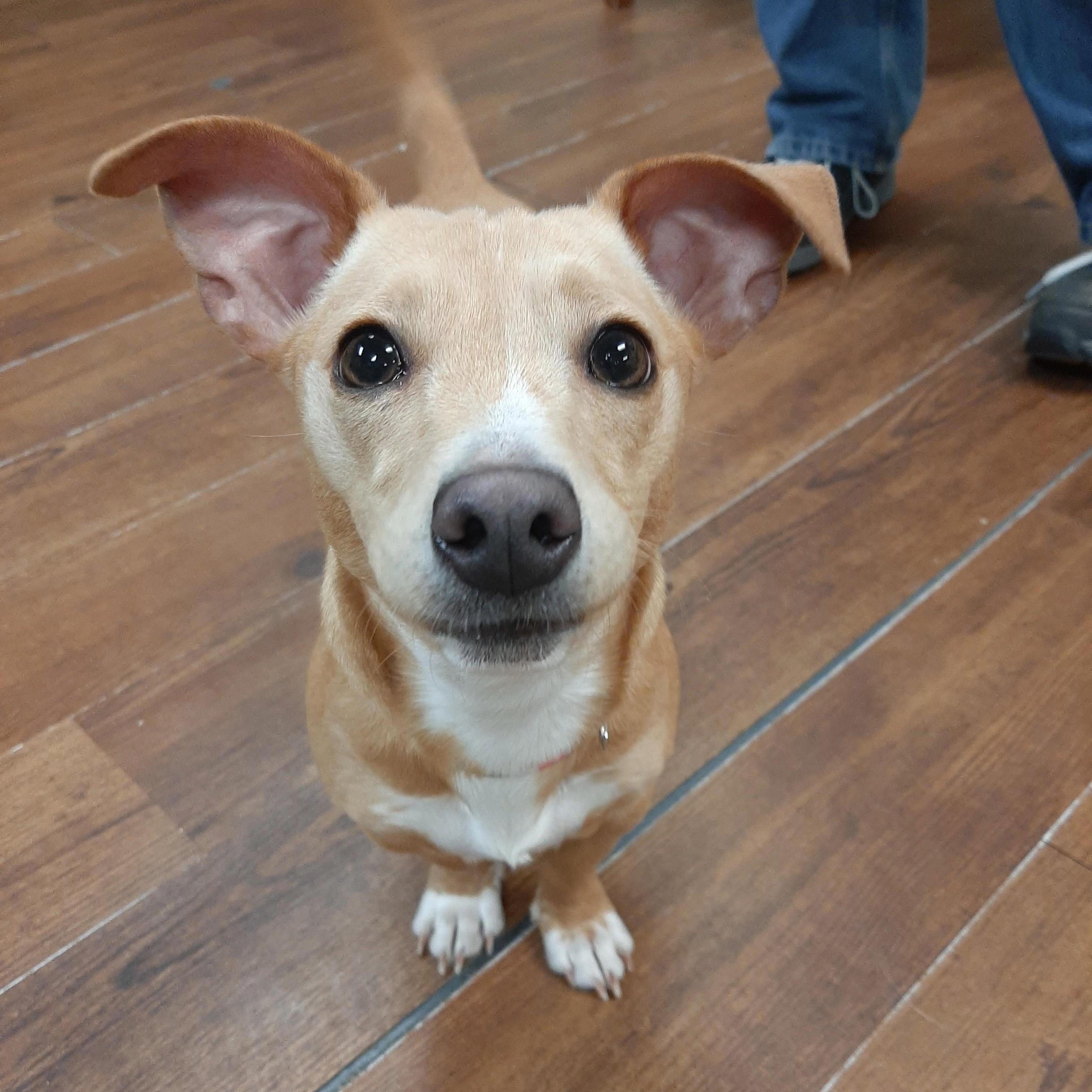 Enlarge Chassi, an adopted mixed breed in Lake Odessa, MI image 5/5