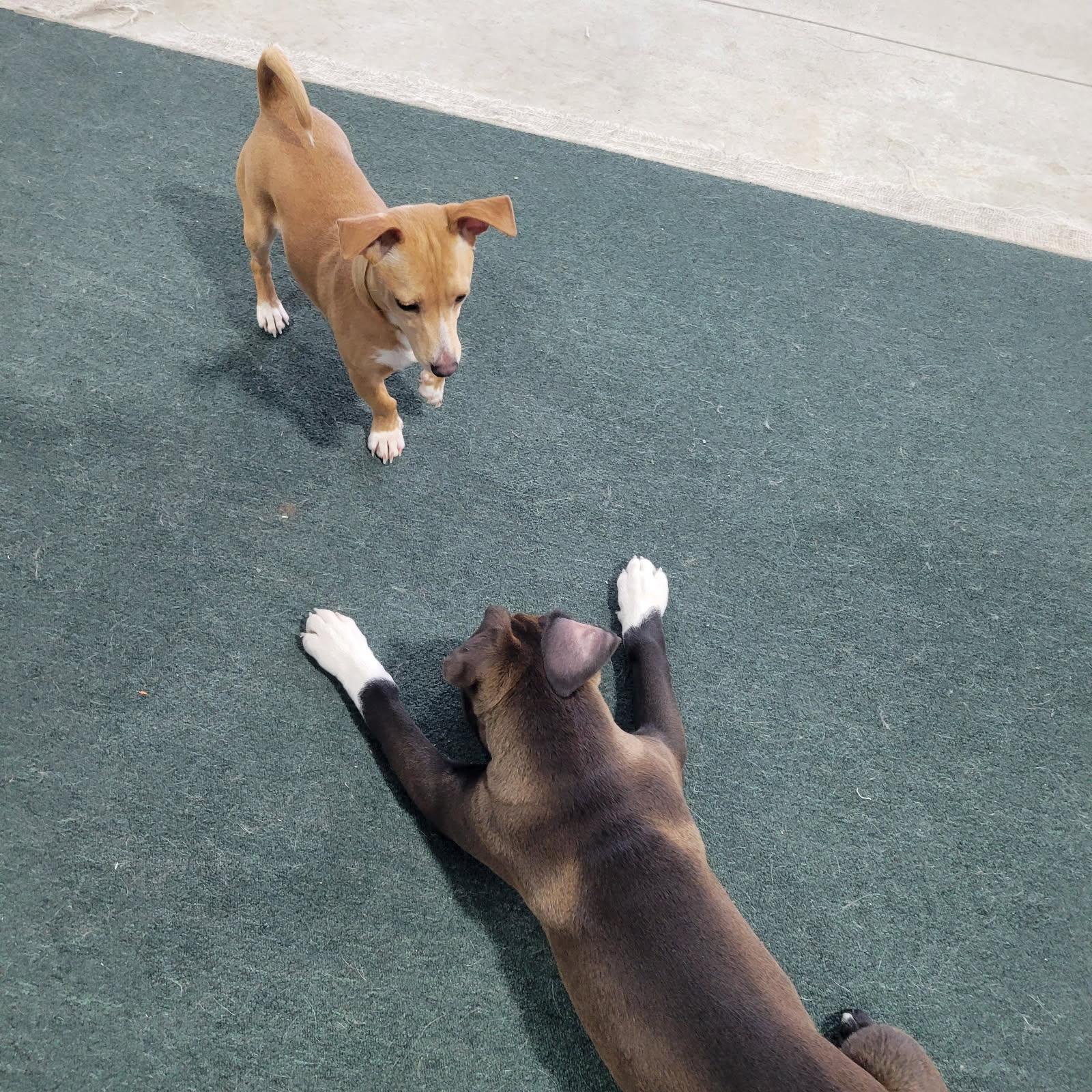 Enlarge Chassi, an adopted mixed breed in Lake Odessa, MI image 4/5