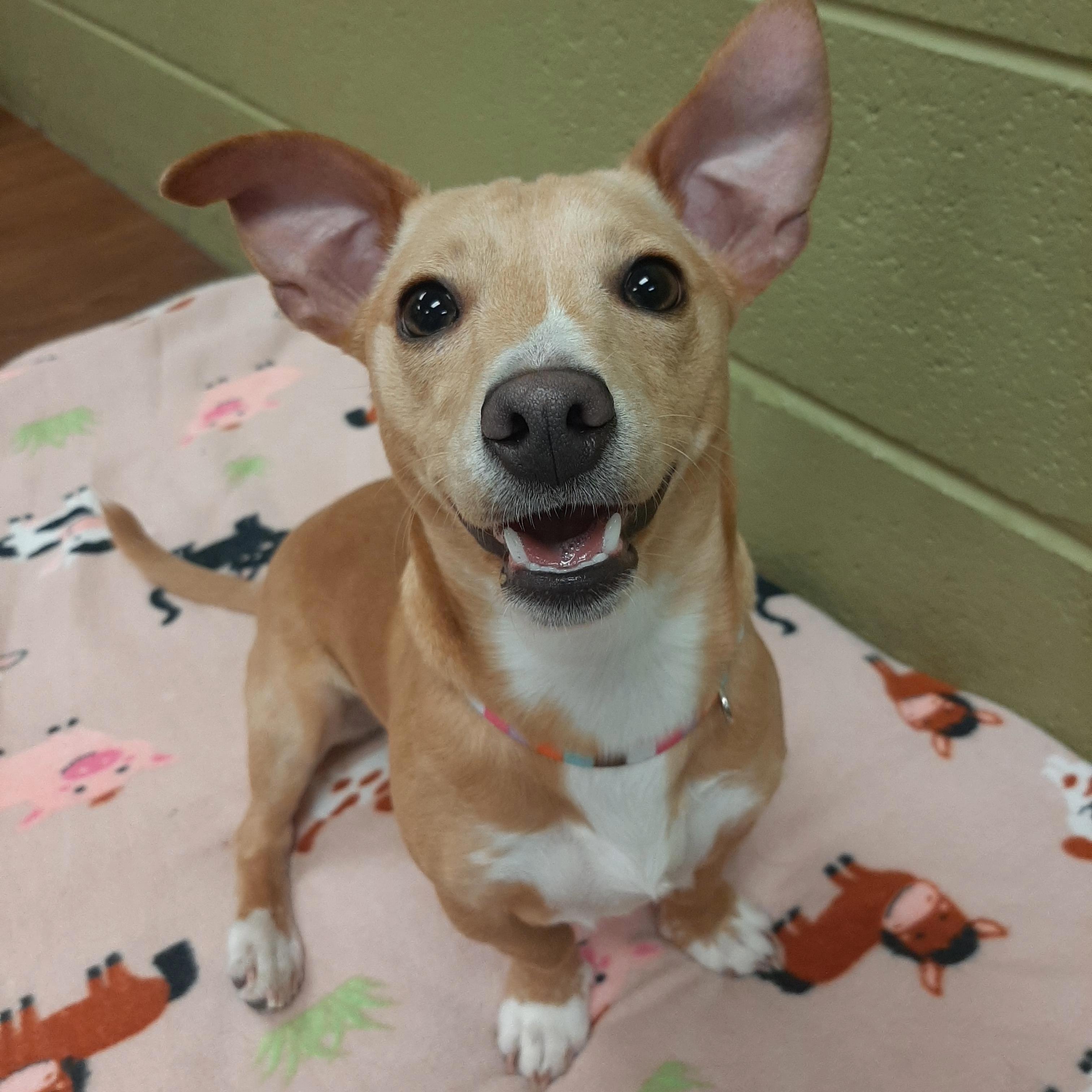 Enlarge Chassi, an adopted mixed breed in Lake Odessa, MI image 1/5