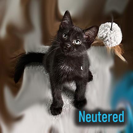 Manny, Adopted, Kitten Male Domestic Short Hair.