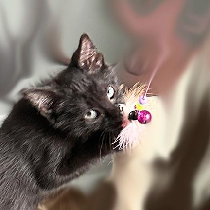 Enlarge Manny, a Adopted Domestic Short Hair in Manheim, PA image 4/5