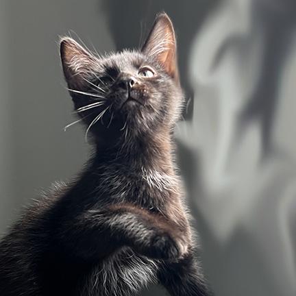 Enlarge Manny, a Adopted Domestic Short Hair in Manheim, PA image 5/5