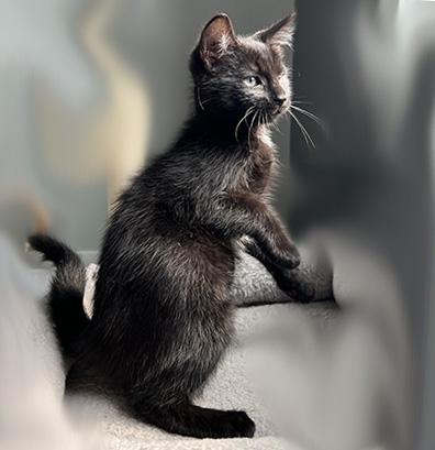 Enlarge Manny, a Adopted Domestic Short Hair in Manheim, PA image 3/5