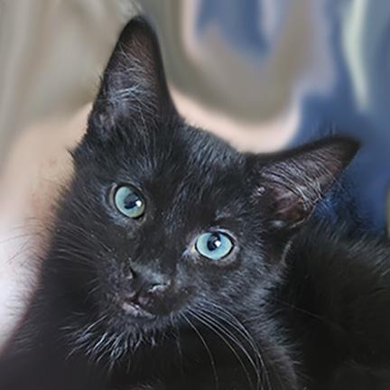 Enlarge Manny, a Adopted Domestic Short Hair in Manheim, PA image 2/5