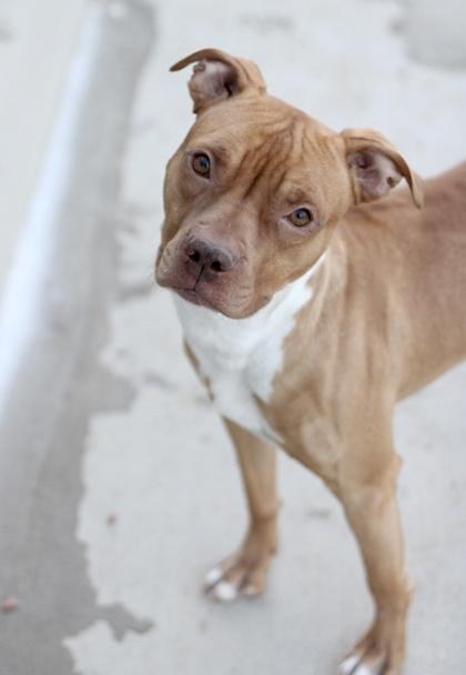 Wrangler — thumbnail 2