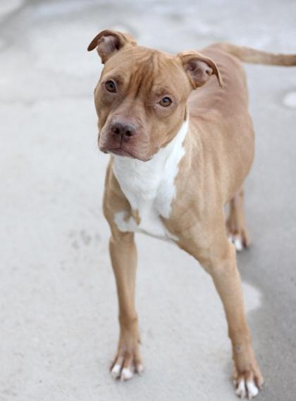 Wrangler — thumbnail 3