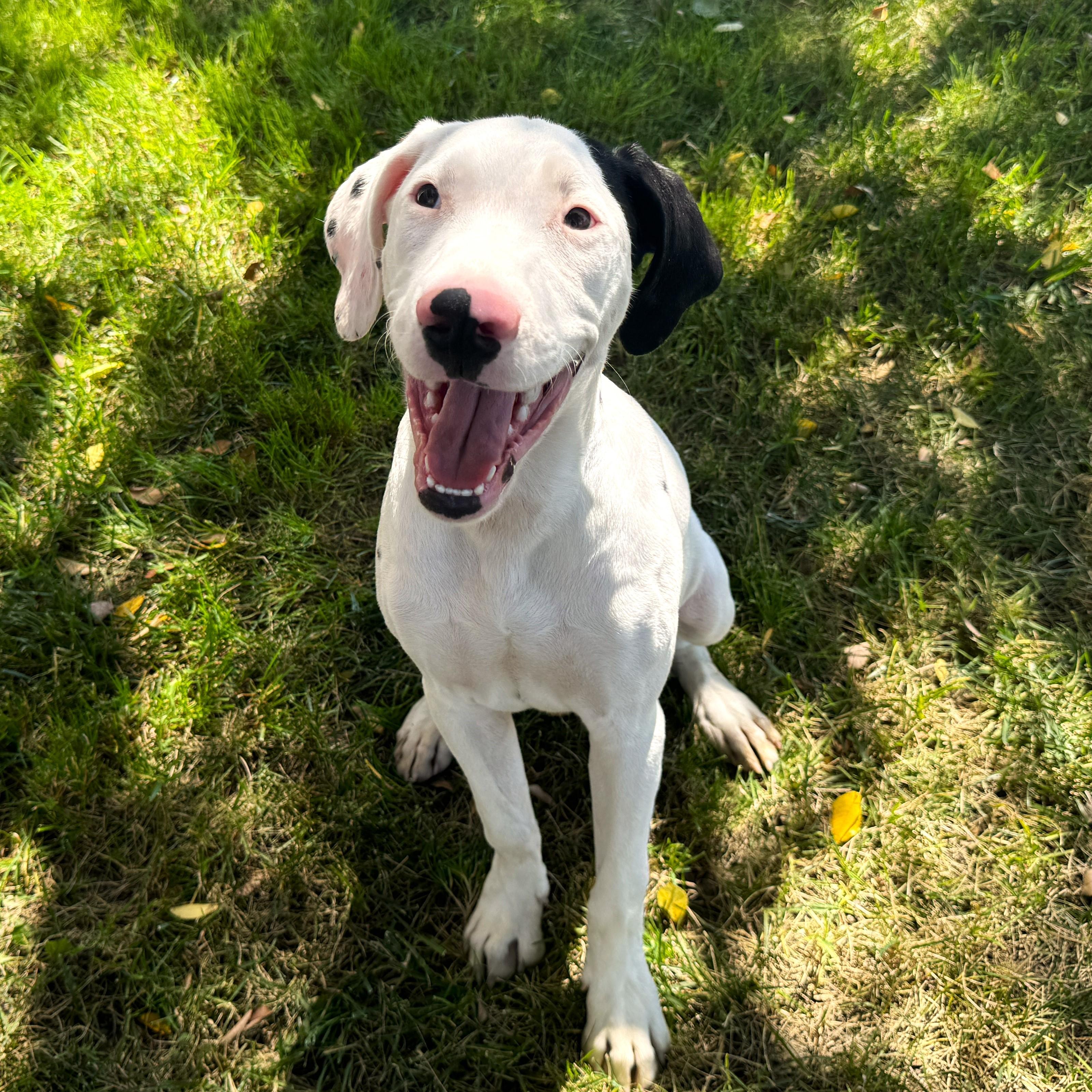 Bo, Young Male Dalmatian