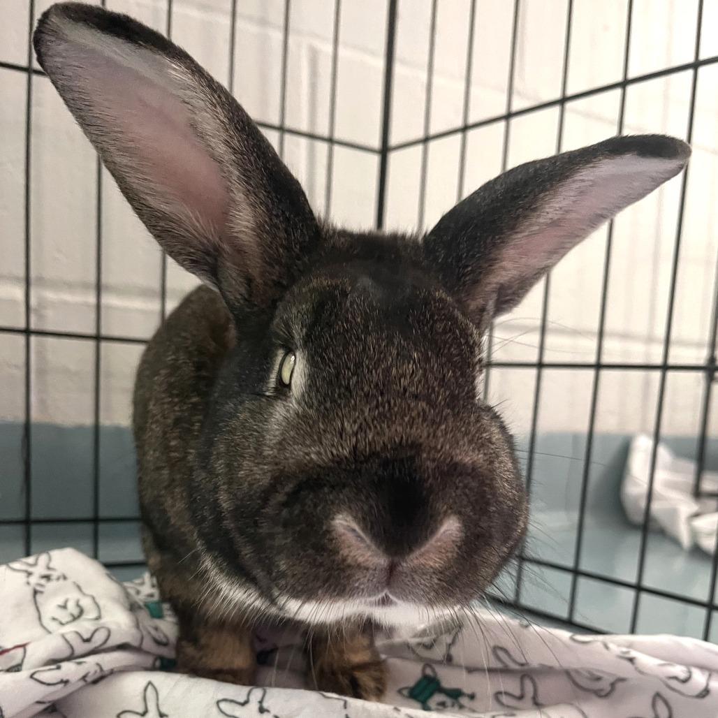 Enlarge George, a Adoptable Bunny Rabbit in Brockton, MA image 1/1